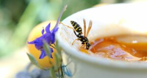 Ein Summen und Stechen: Was gegen Insektenstiche wirklich hilft