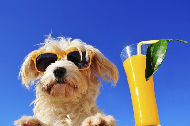 Hund mit Sonnenbrille und Cocktail