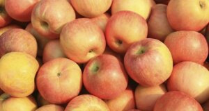 Selbst gepresster Apfelsaft – gesunde Köstlichkeit aus dem eigenen Garten