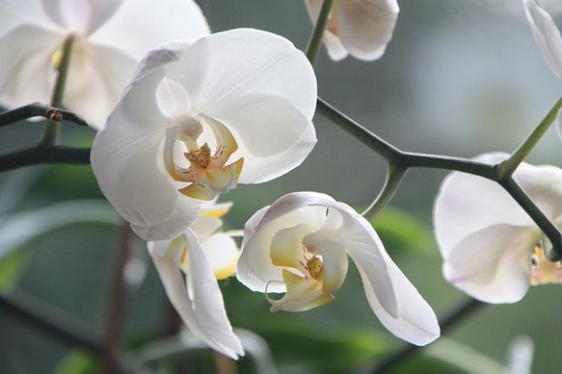 Durch die kalte Jahreszeit: So überstehen Orchideen den Winter