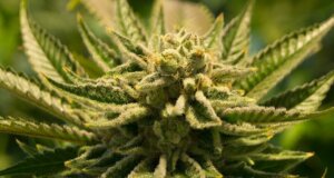 Bund Deutscher Kriminalbeamter fordert Legalisierung von Cannabis