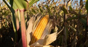 Agrarwirtschaft: So gelingt die Maisaussaat