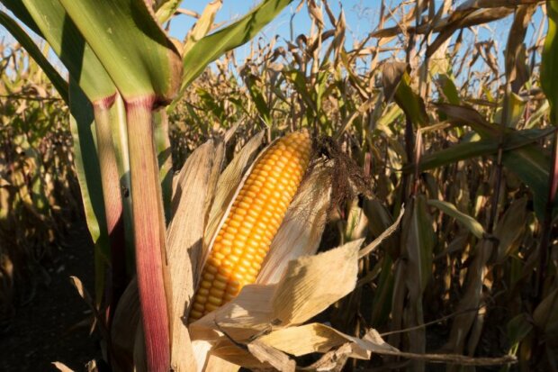 Agrarwirtschaft: So gelingt die Maisaussaat