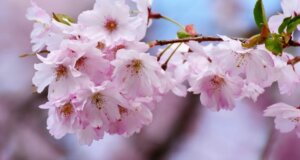 Frühlingserwachen: Aktivitäten für die schönste Jahreszeit