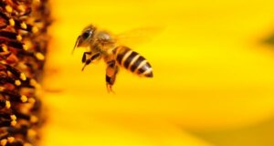Bayerisches Volksbegehren „Rettet die Bienen“: Große Resonanz im Volk