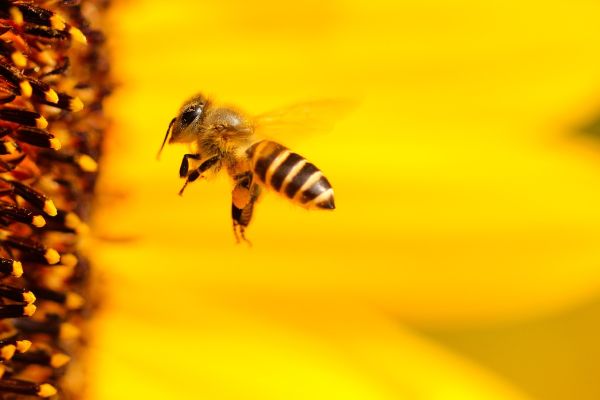 Bayerisches Volksbegehren „Rettet die Bienen“: Große Resonanz im Volk