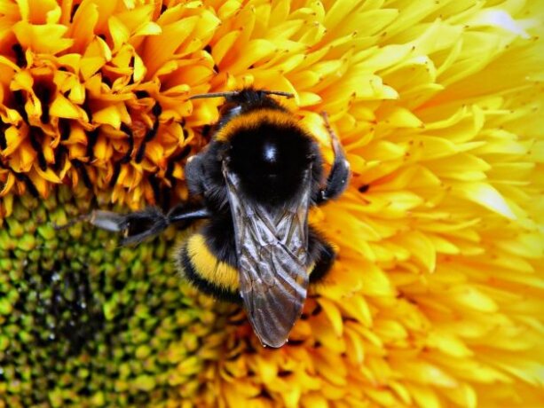 Studie belegt: Pflanzen können Bienen hören
