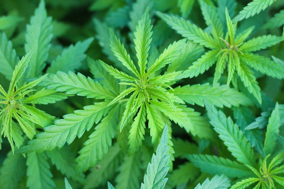 Der ultimative Vergleich: Silikon- vs. Glas- vs. Kristall-Bongs – Welche passt zu deinem Marihuana-Konsum?