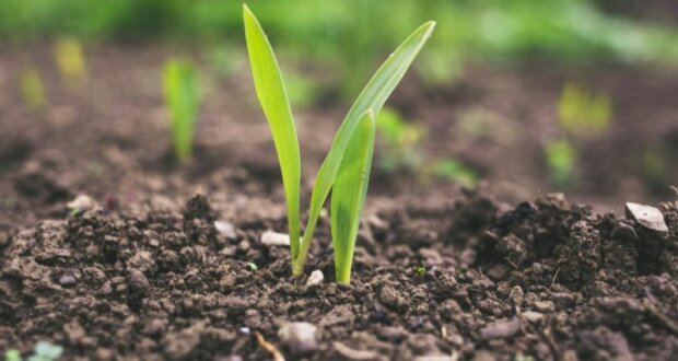 Nachhaltigkeit als Voratz, das nehmen sich viele vor, wenige schaffen es. Wir geben Tipps, wie es gelingt. Auf dem Bild zu sehen, eine wachsende Pflanze.