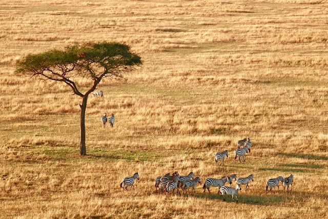 Safari und Strand in Tansania: So verteilt man die Reisetage zwischen Festland und Sansibar Tansania: zwischen Festland und Sansibar. Das Bild zeigt die Serengeti Park in Tansania mit einer Herde.